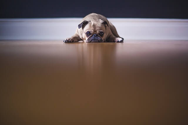 sad pug