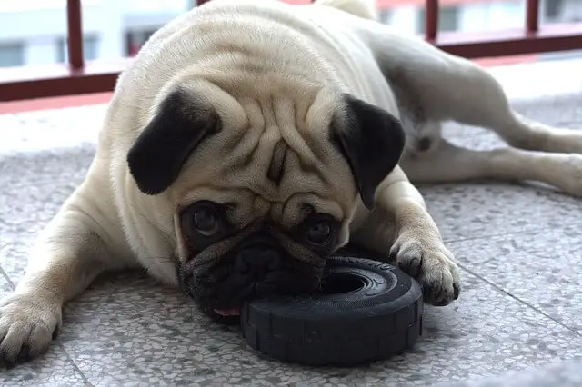 sad pug