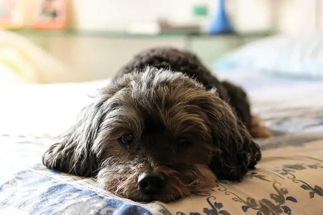 sad puppy on bed