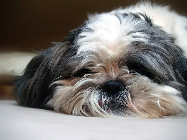 sad shih tzu