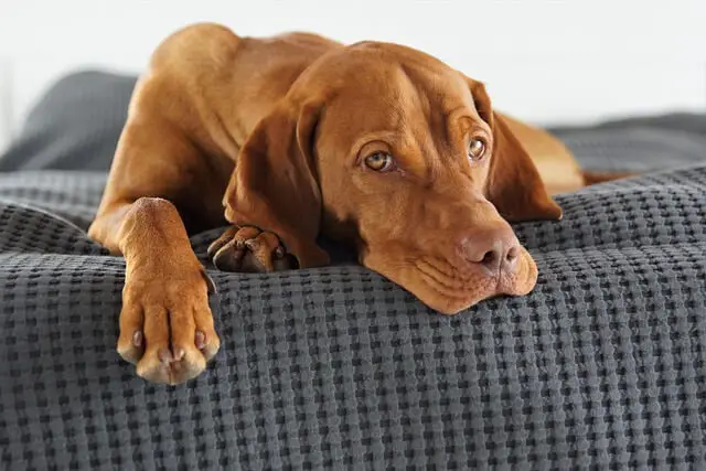 sad vizsla