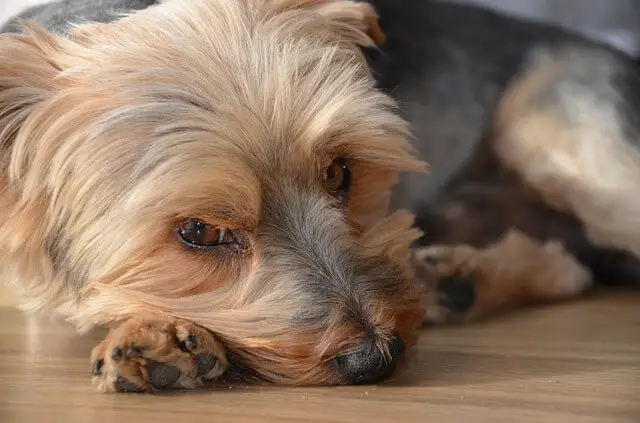 sad yorkie