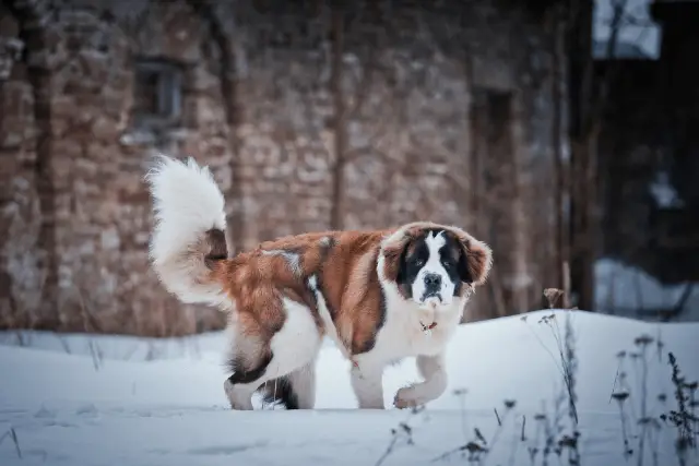 Saint Bernard