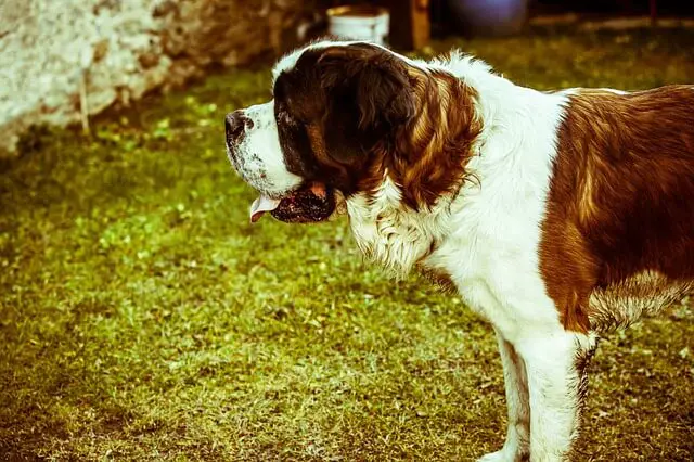 Saint Bernard