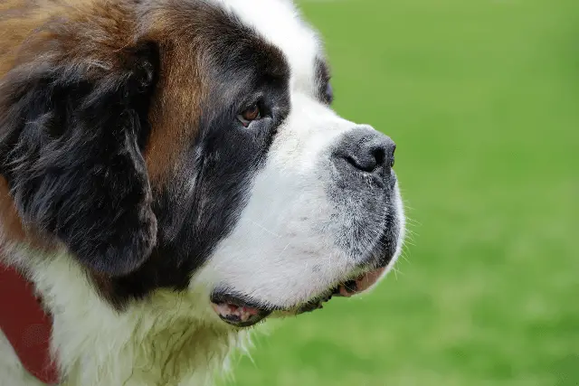 Saint Bernard