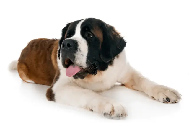 Saint Bernard