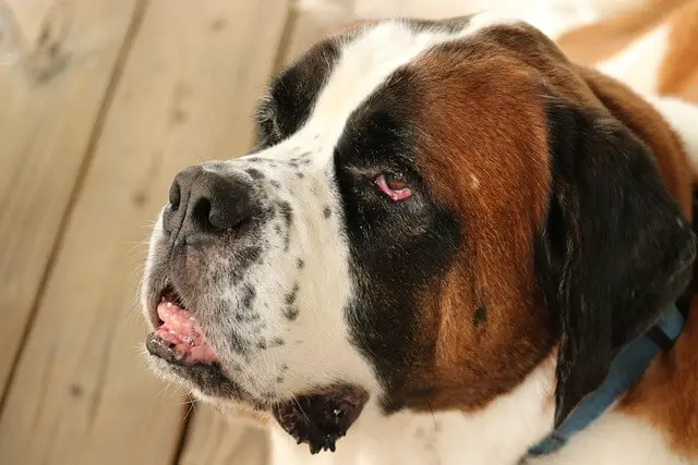 saint bernard face