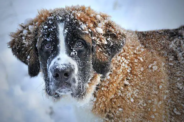 saint bernard in cold