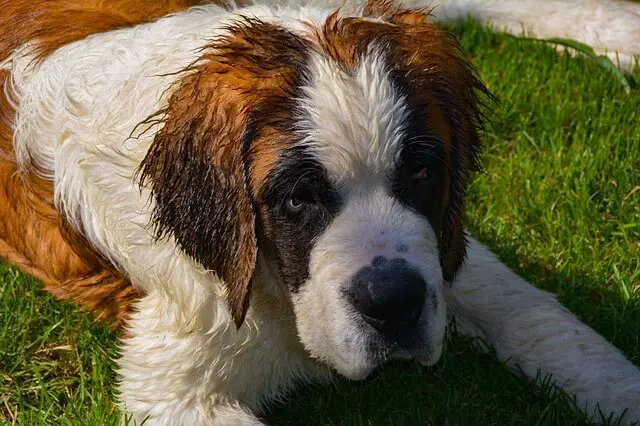 saint bernard laying