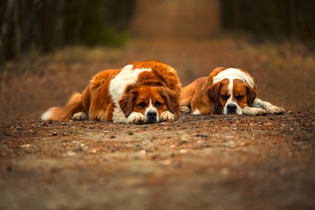 saint bernard laying on road