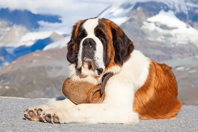 Saint Bernard