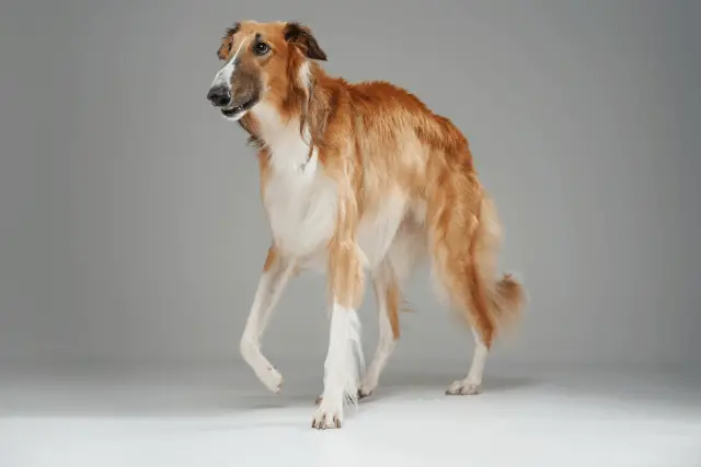 Saluki