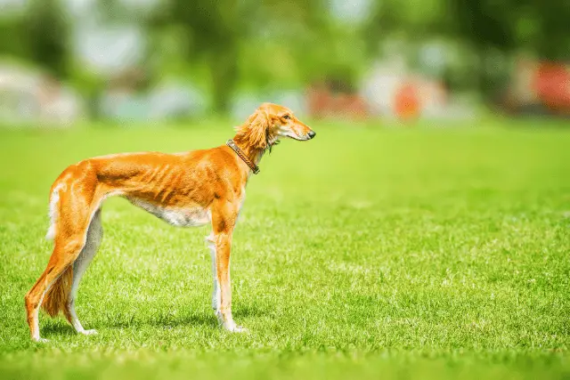 Saluki