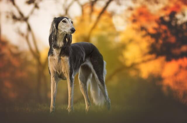 saluki in autumn