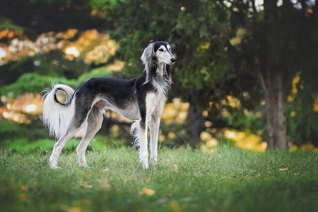 saluki in nature