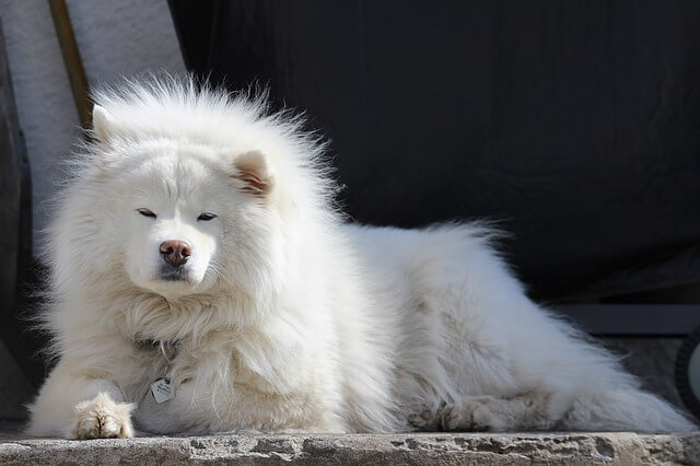 samoyed