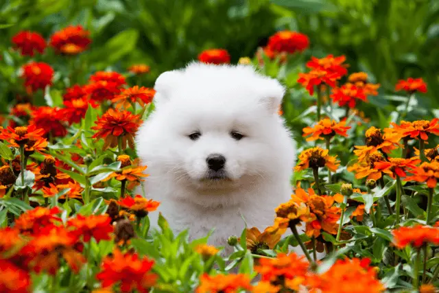 Samoyed