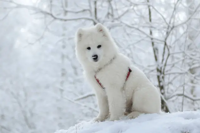 Samoyed