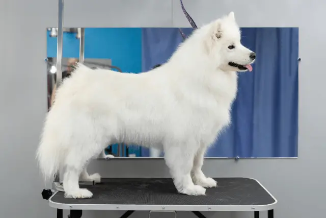 Samoyed