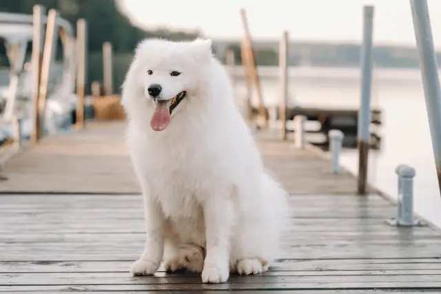 Samoyed