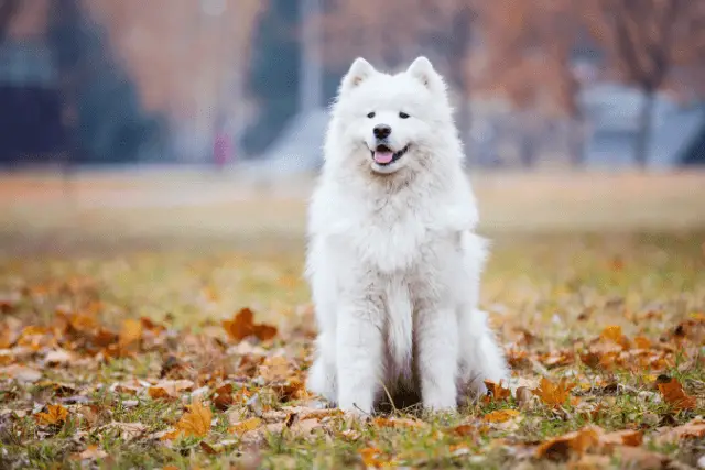 Samoyed