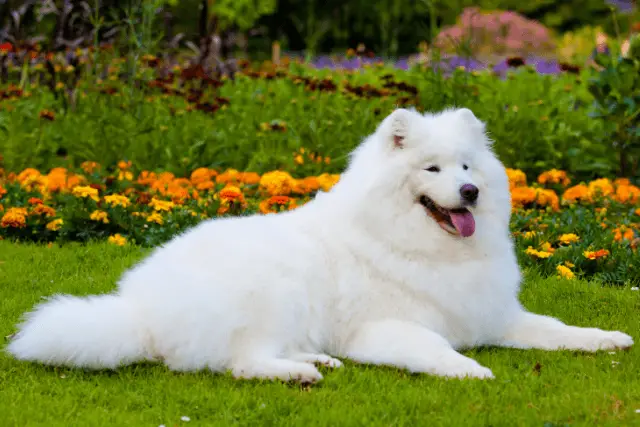 Samoyed