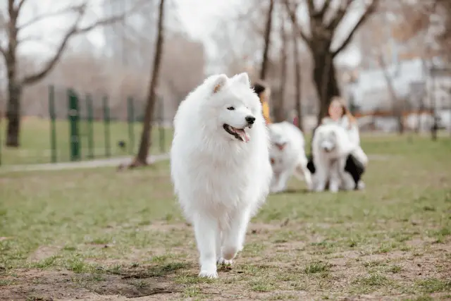 Samoyed