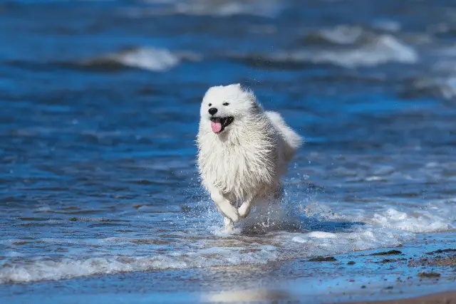 Samoyed