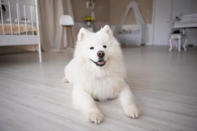 Samoyed