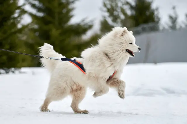 Samoyed