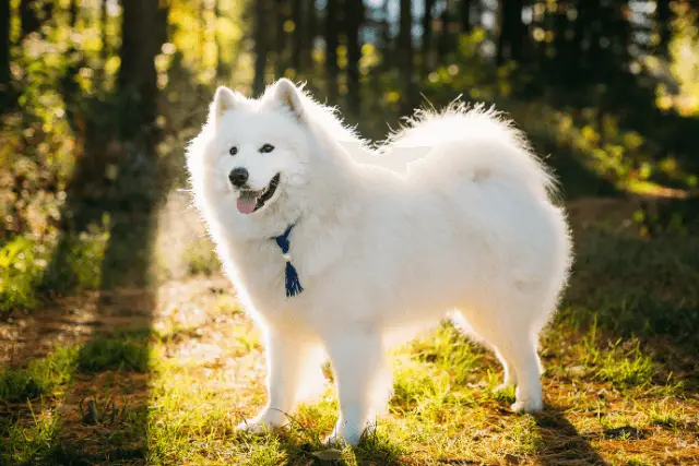 Samoyed