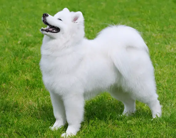 samoyed in stance