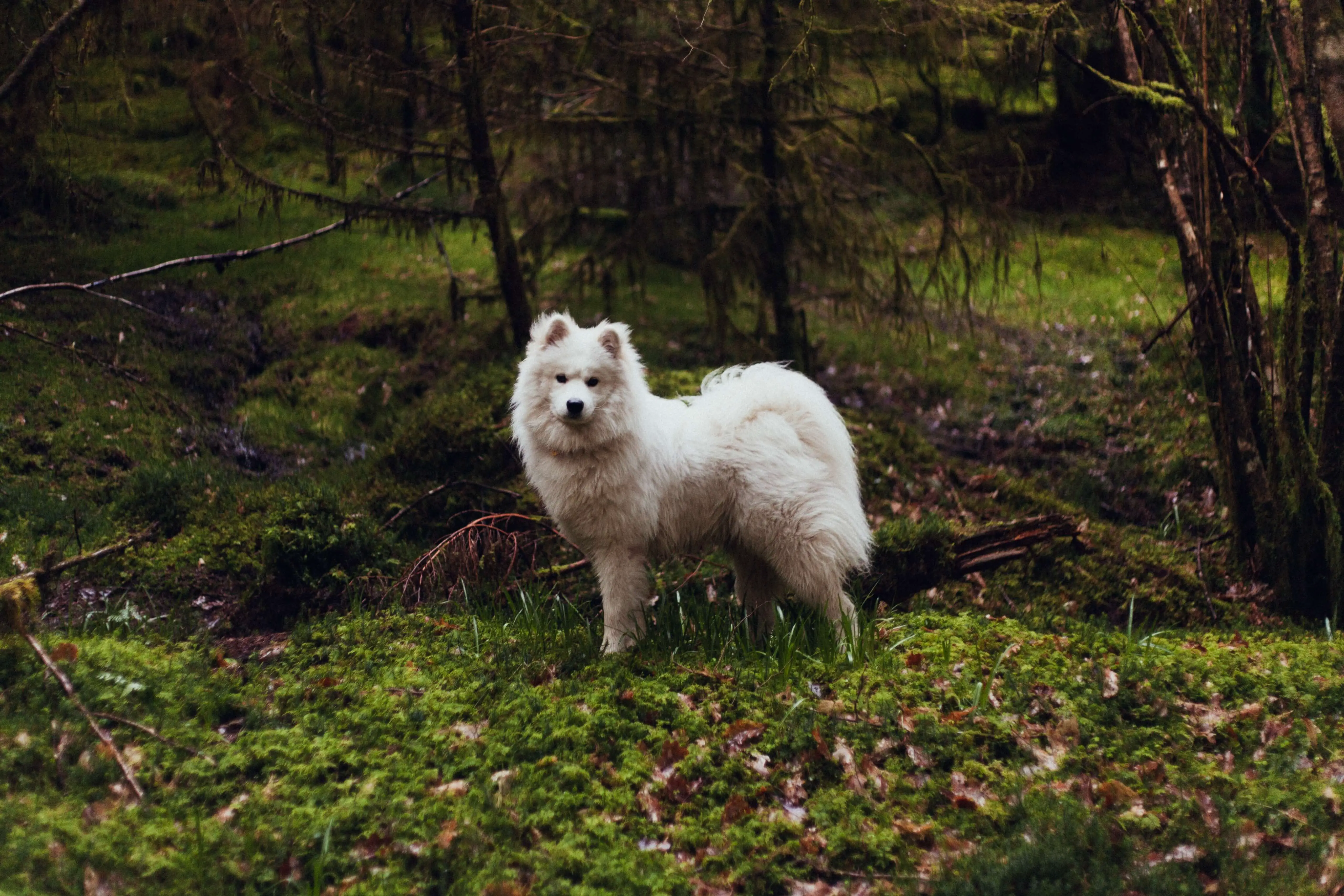 samoyed in woods