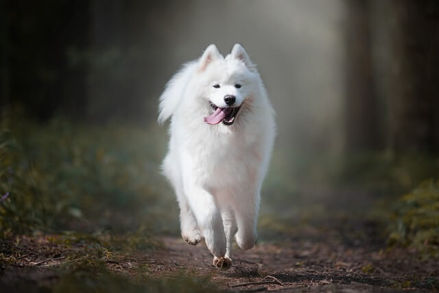 samoyed in woods