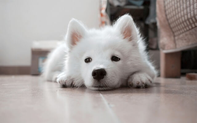 samoyed puppy