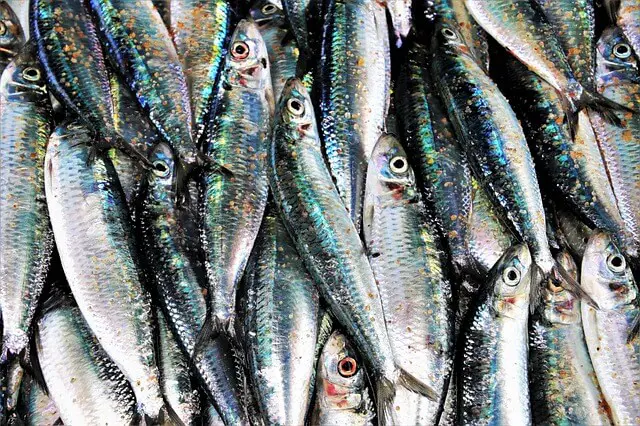 sardines closeup