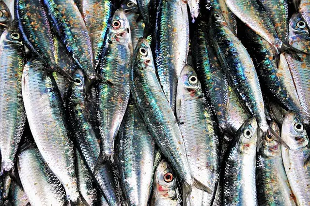 sardinas