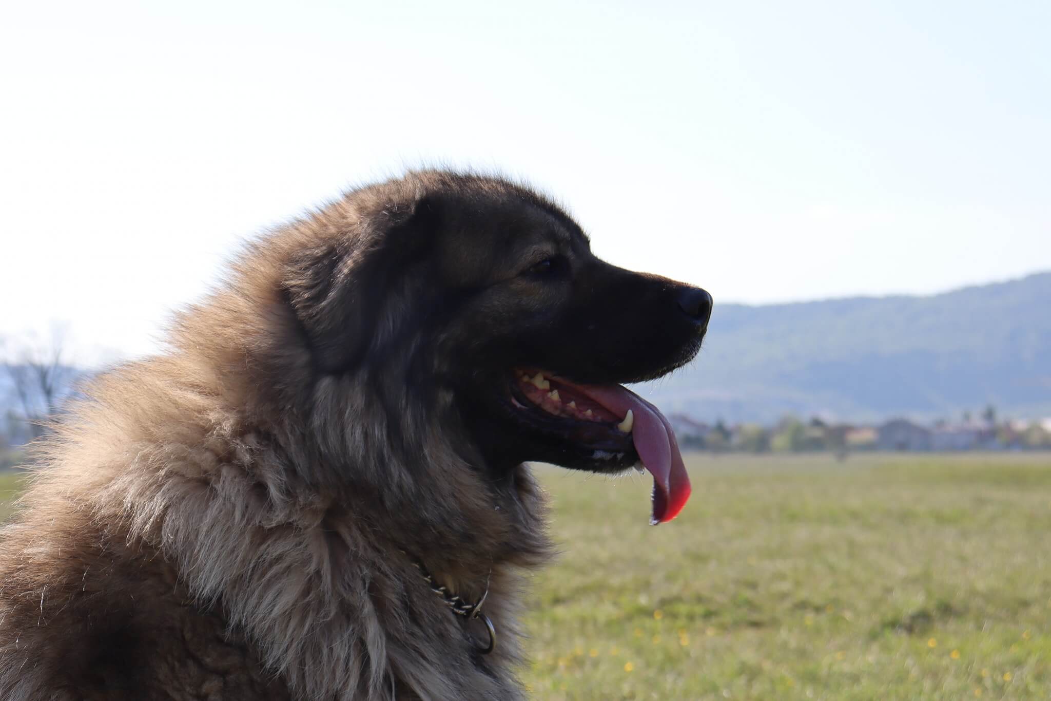 yugoslavian shepherd dog