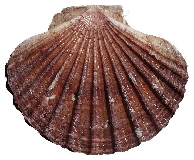 scallop