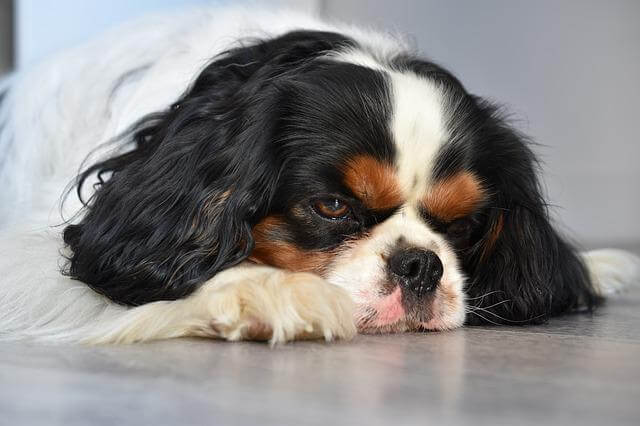 cavalier