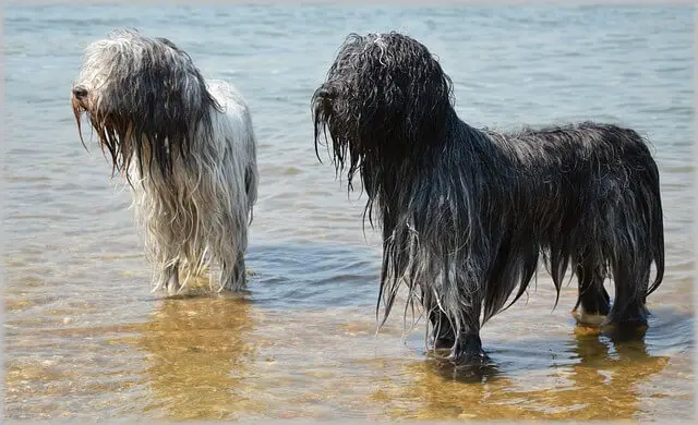 Schapendoes dogs