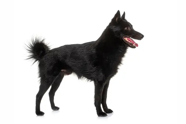 Schipperke