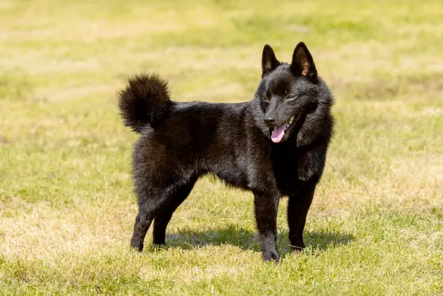 Schipperke