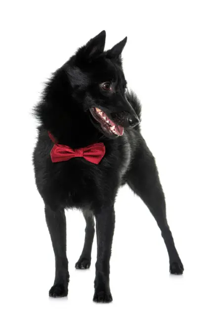 Schipperke