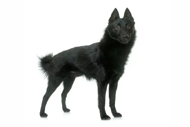 Schipperke