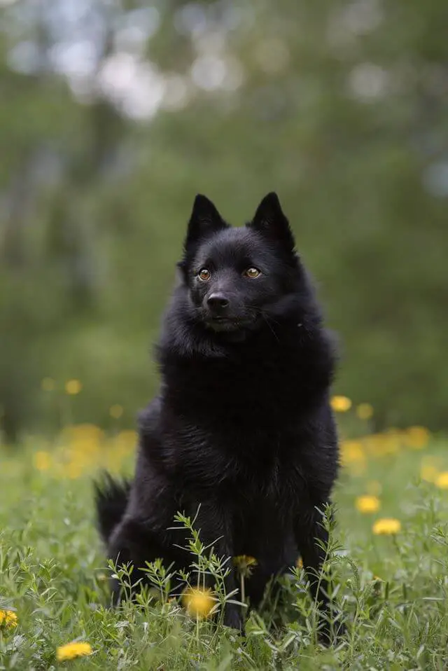 schipperke