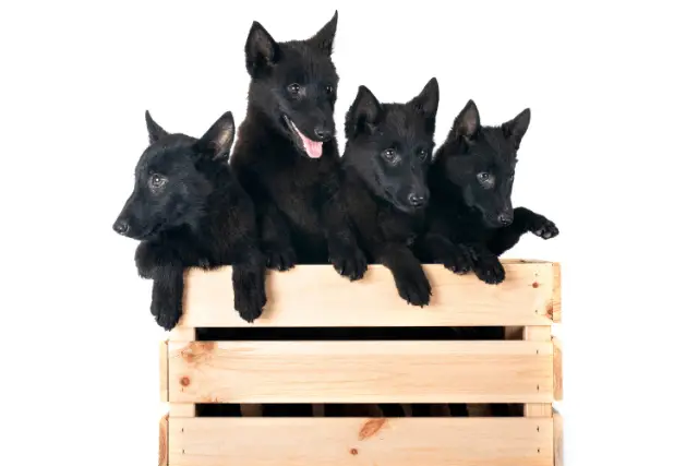 Schipperke dogs