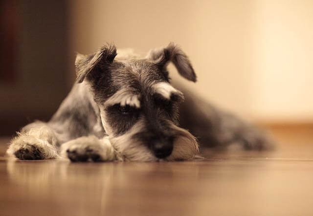 schnauzer anxious