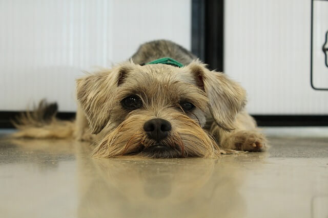 schnauzer on the floor