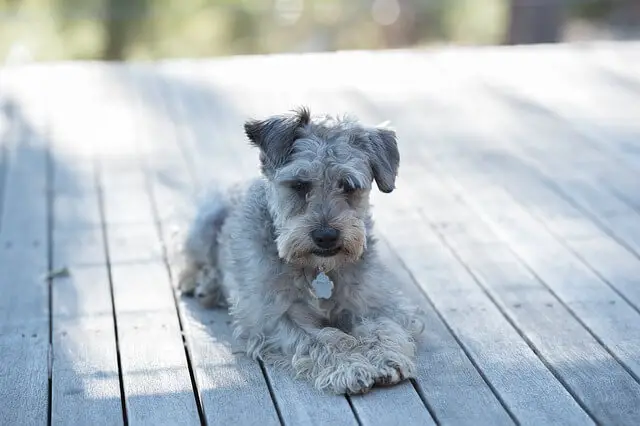 schnoodle